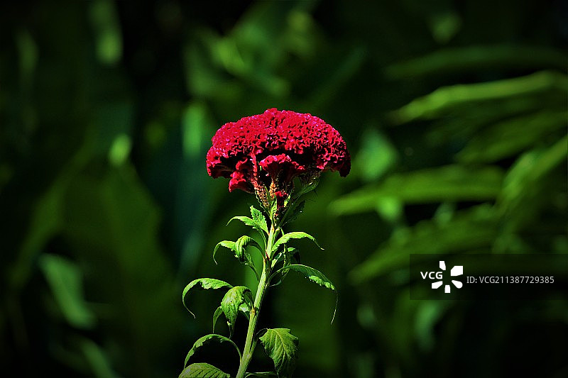 红色开花植物特写，巴布亚新几内亚图片素材