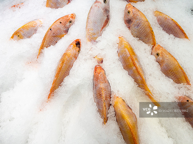 冰镇新鲜红罗非鱼，泰国彭世洛府图片素材
