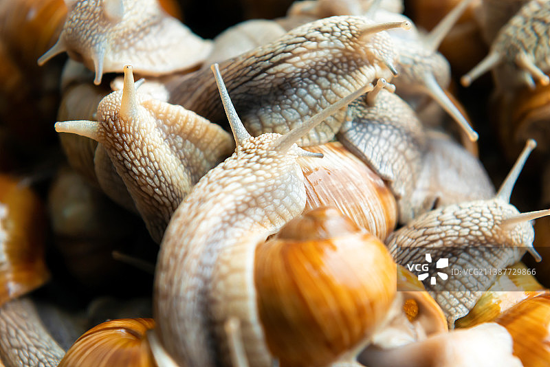 贝壳特写图片素材