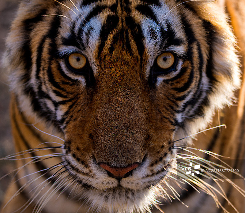 苏门答腊虎特写肖像图片素材