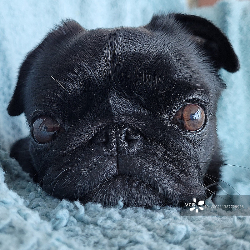 哈巴狗特写图片素材