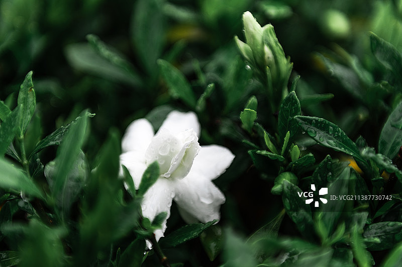 栀子花图片素材