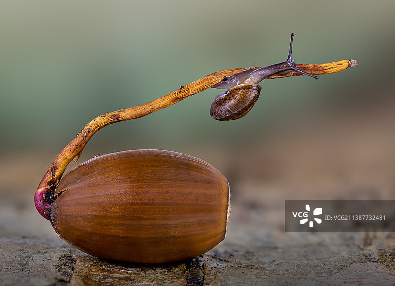 英国伦敦树叶上的蜗牛特写图片素材
