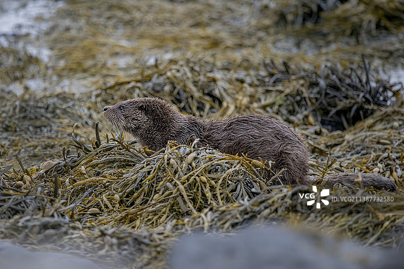 田野上的刺猬特写，马尔岛，英国图片素材