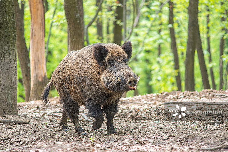 熊在森林里行走图片素材