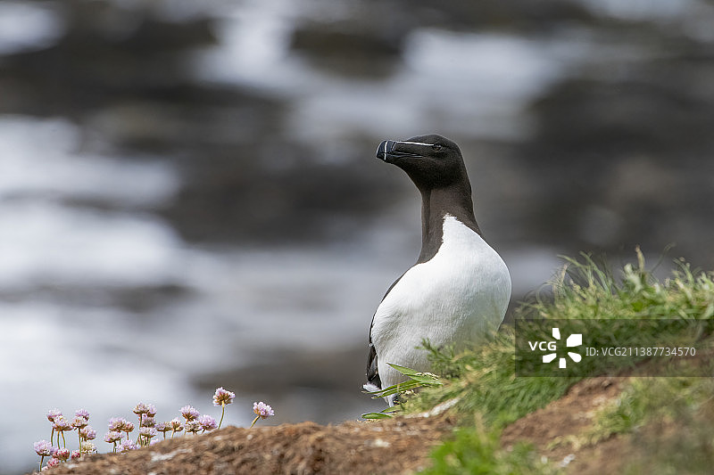 英国马尔岛栖息在岩石上的海鸠特写图片素材