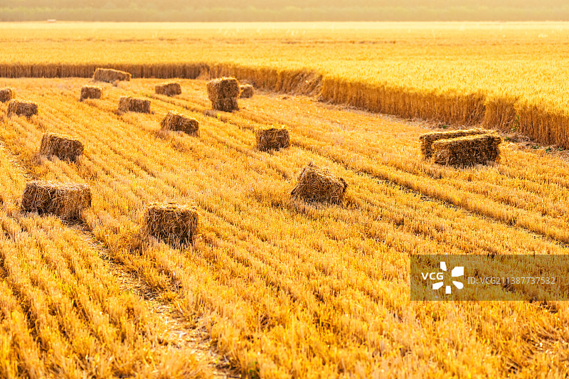 河南郑州夏季芒种时节麦田中的麦秸垛日出时分户外风光图片素材