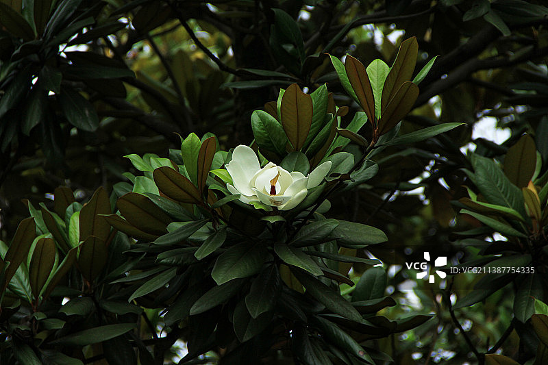 白色的木兰花图片素材