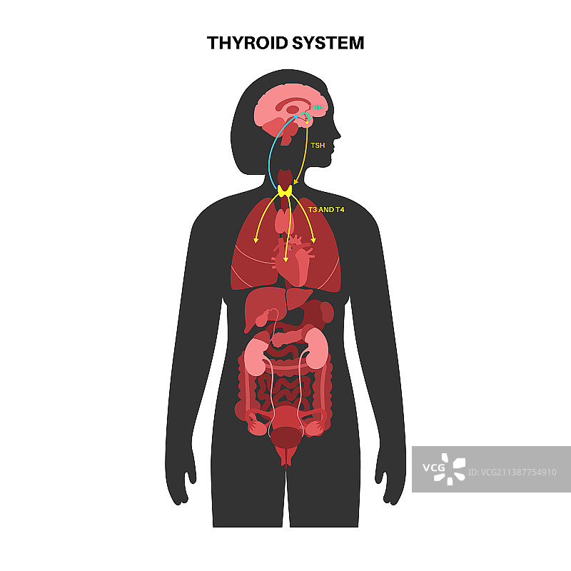 甲状腺激素图图片素材