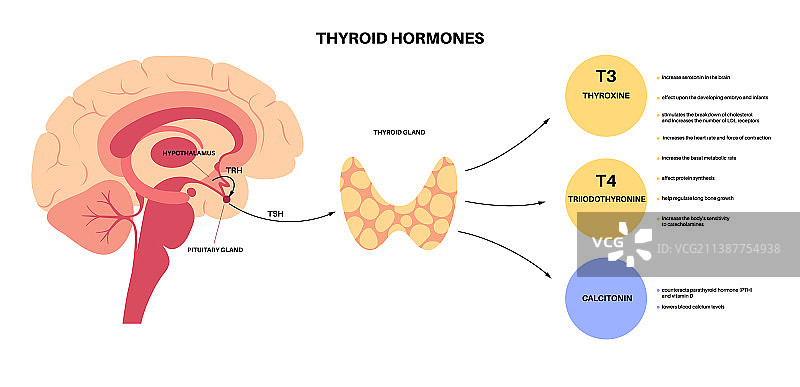 甲状腺激素图图片素材