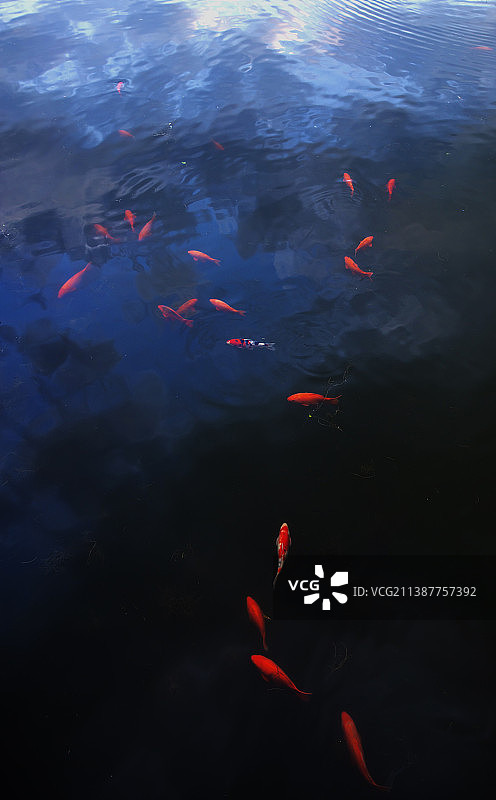 锦鲤和池塘图片素材