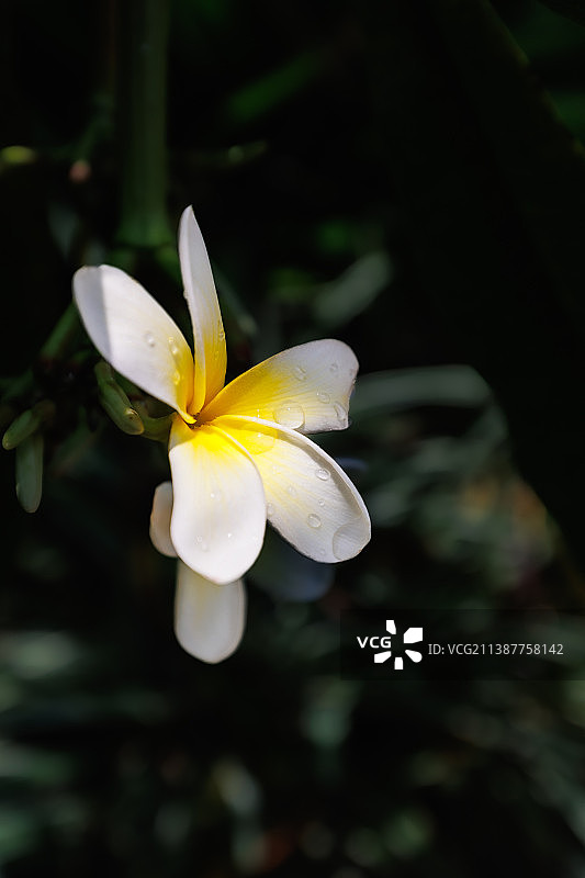 雨后鸡蛋花图片素材