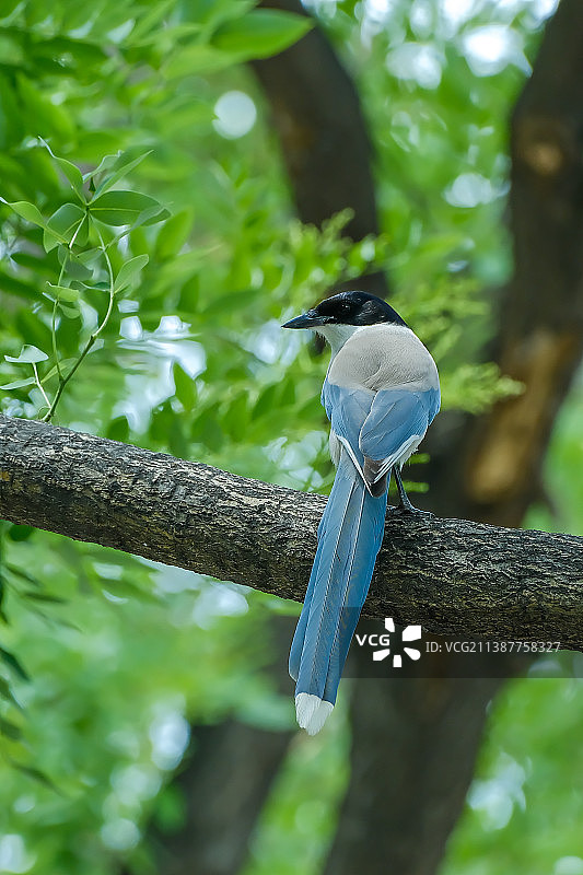 枝头的喜鹊特写 扭头镜头图片素材