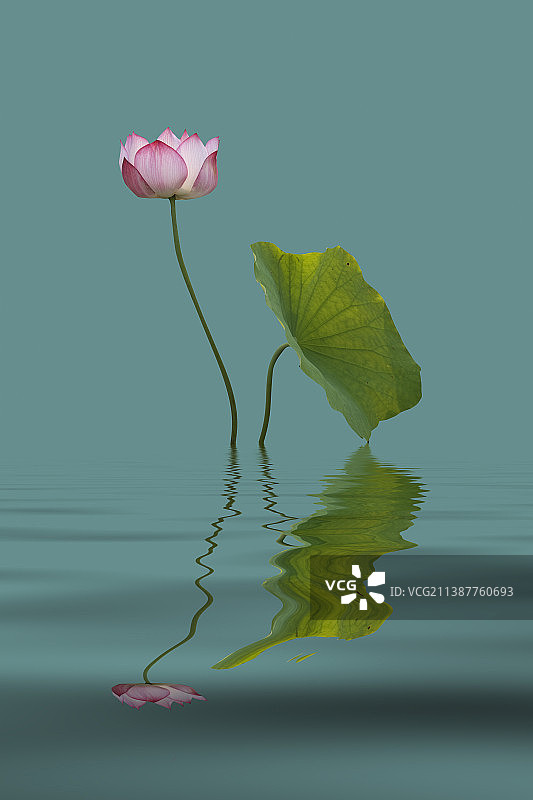 《濯清涟而不妖》图片素材