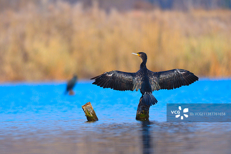 鸬鹚亮翅图片素材