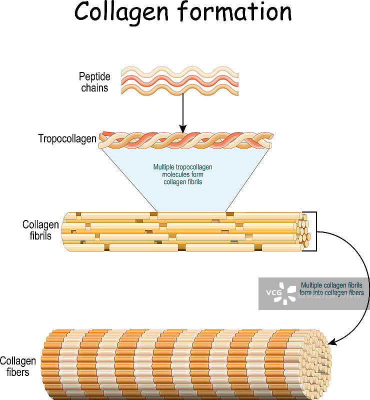 胶原蛋白形成图片素材