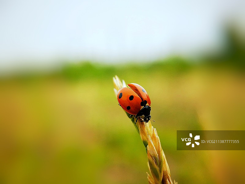 我要回家了图片素材