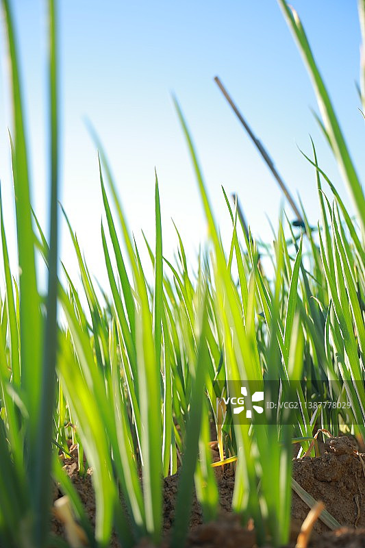 小葱图片素材
