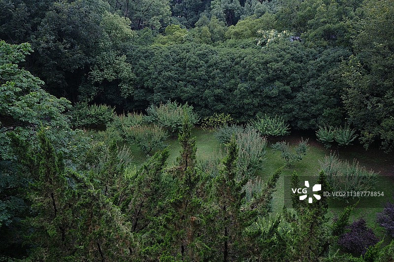 梦幻森林图片素材