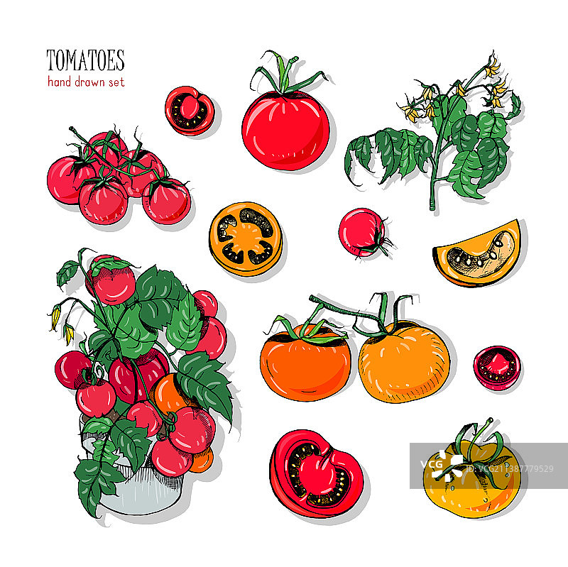 手绘番茄枝素材图片素材