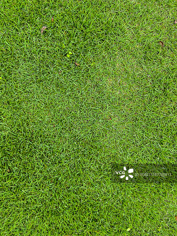 近距离洁净的草地图片素材