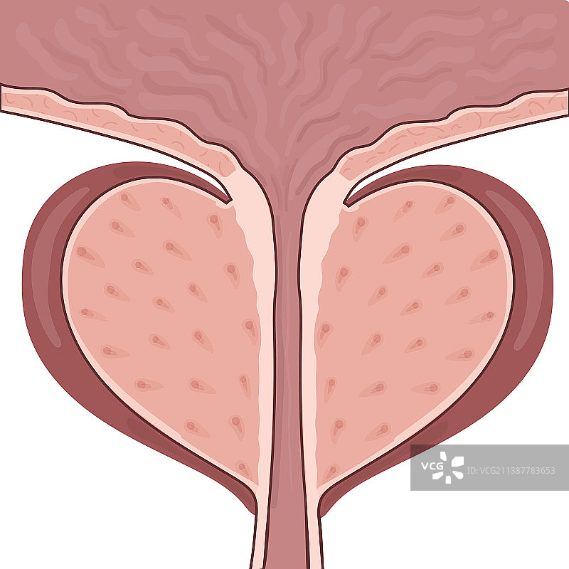 白色背景下的正常男性前列腺图片素材