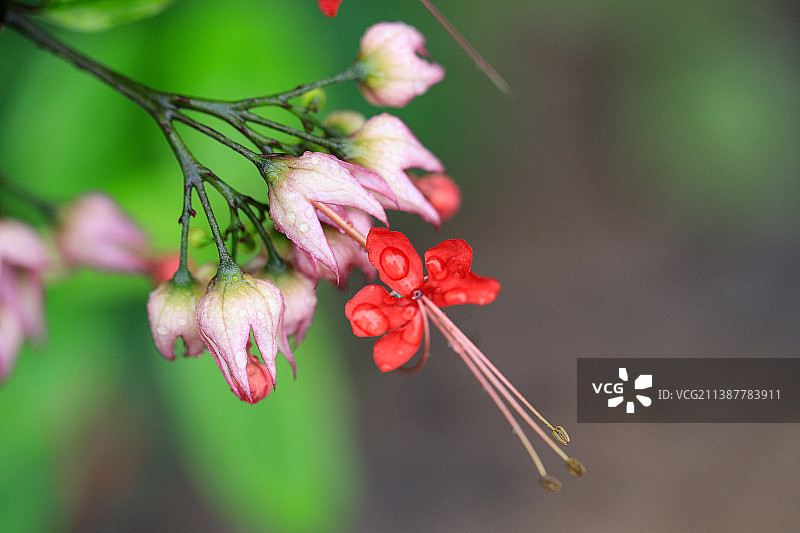 河源客天下 - 拍花图片素材