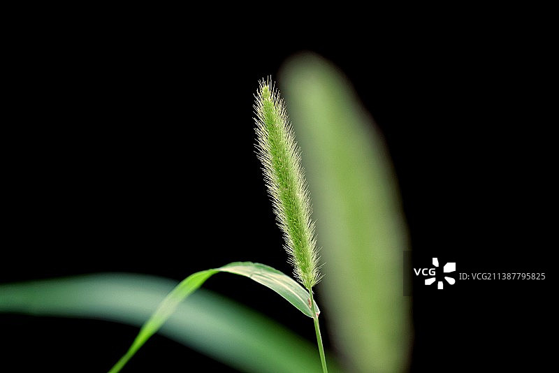 狗尾虚实图片素材