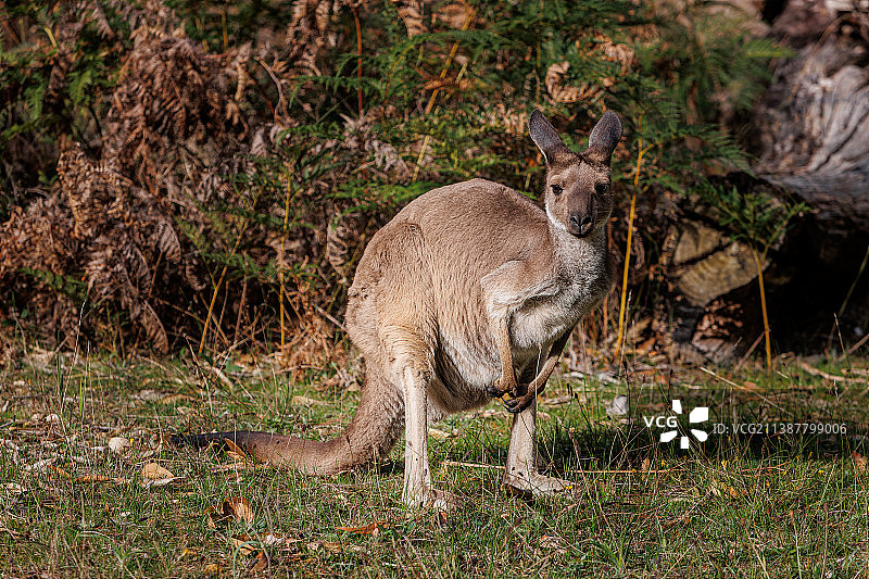 澳大利亚袋鼠图片素材