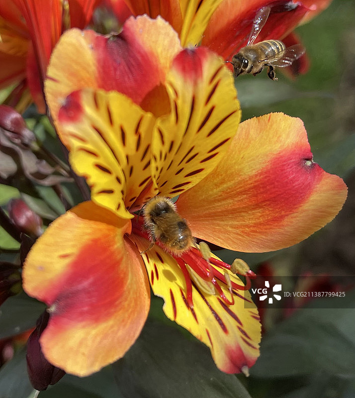 蜜蜂在花上授粉的特写图片素材