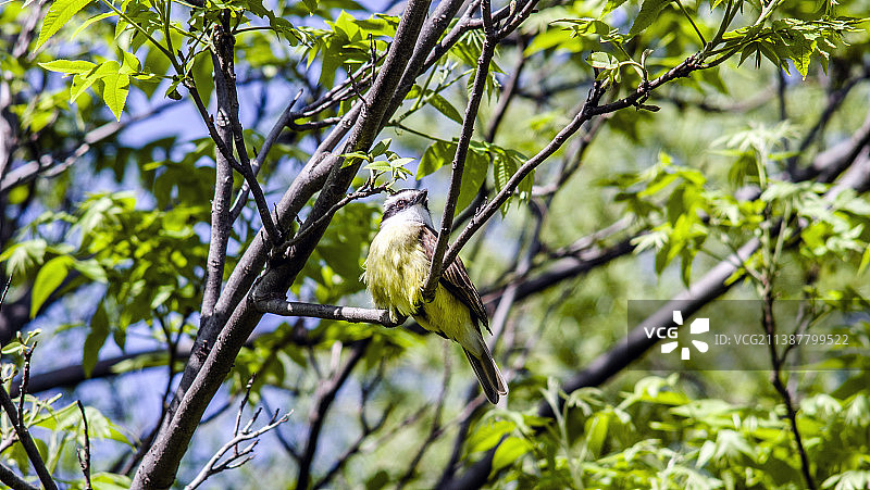 树木背景下盛开的植物图片素材