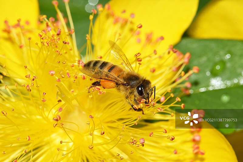 蜜蜂在黄花上授粉的特写图片素材