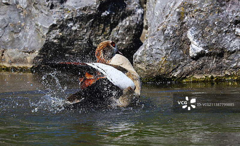 男人在阿姆斯特丹湖中戏水图片素材