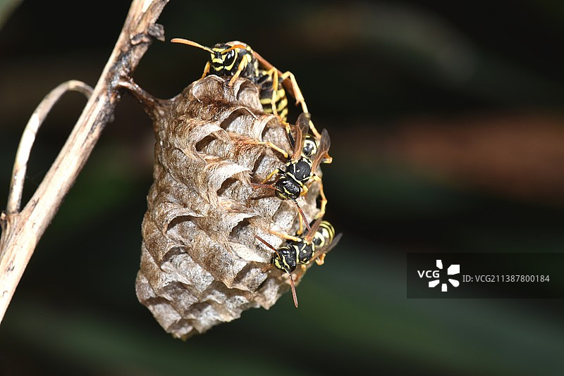 欧洲纸黄蜂巢图片素材