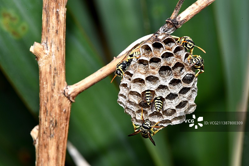 欧洲纸黄蜂巢图片素材