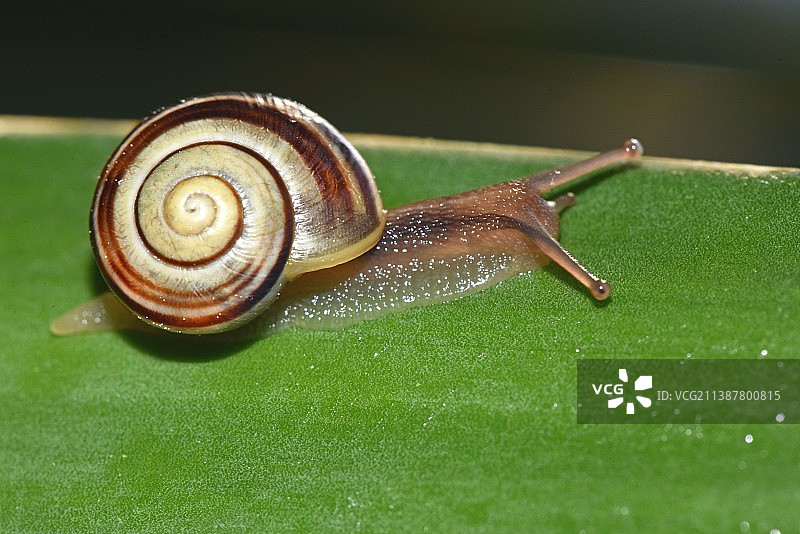 花园蜗牛带状蜗牛白唇蜗牛图片素材