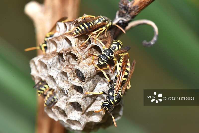欧洲纸黄蜂巢图片素材