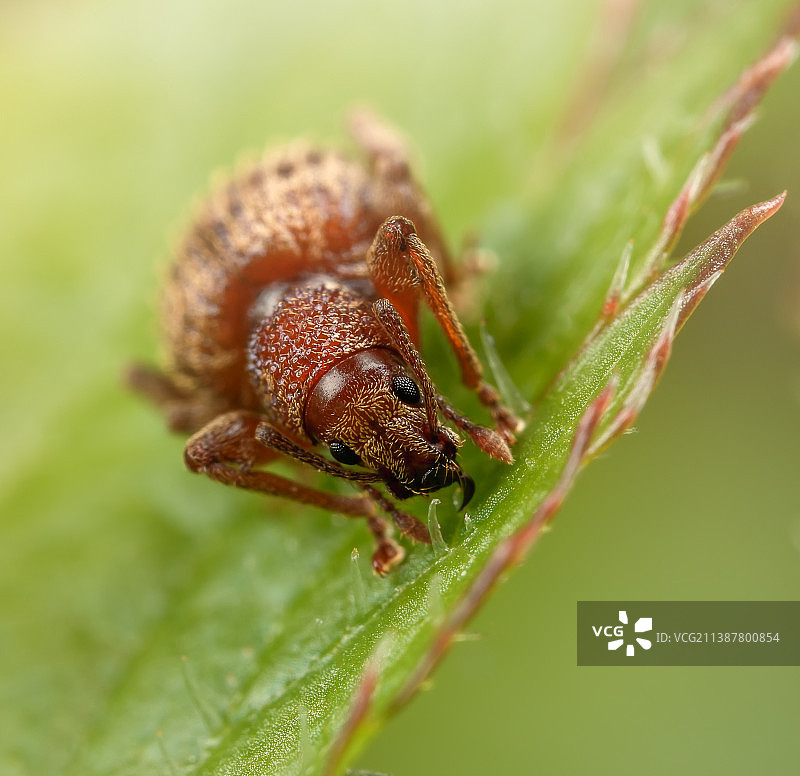 树叶上的昆虫特写，瓦尔雷，荷兰图片素材