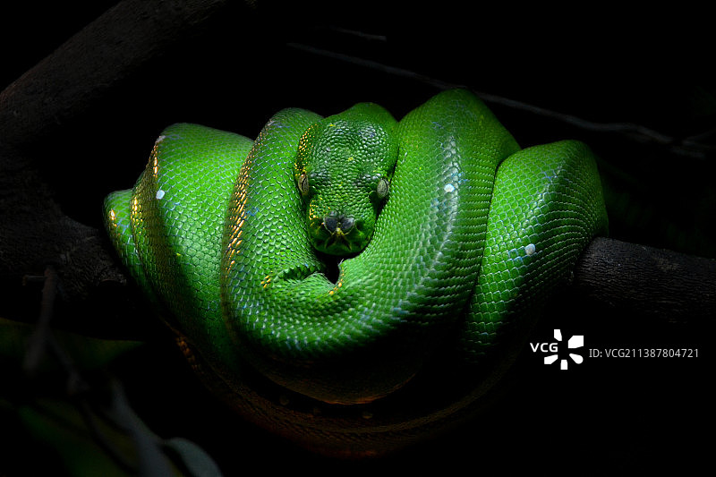 树枝上的蟒蛇特写图片素材