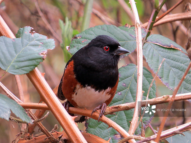 鸣禽栖息在树枝上的特写图片素材