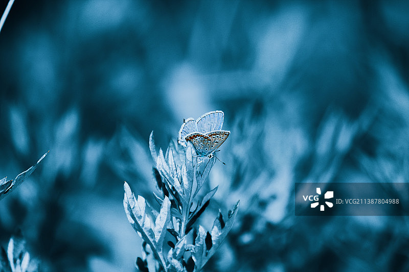 豆娘在植物上的特写图片素材