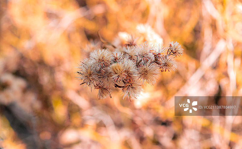 智利马库尔，田野中枯萎的花朵特写图片素材