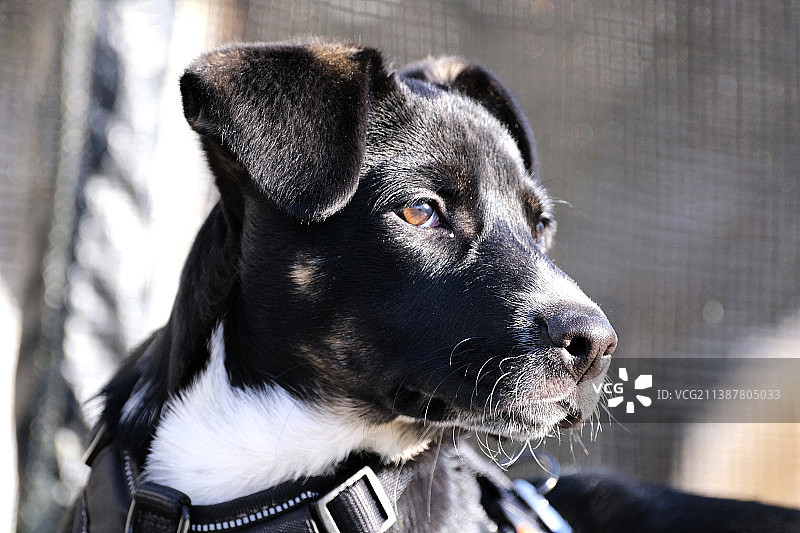 狗狗看向别处的特写图片素材