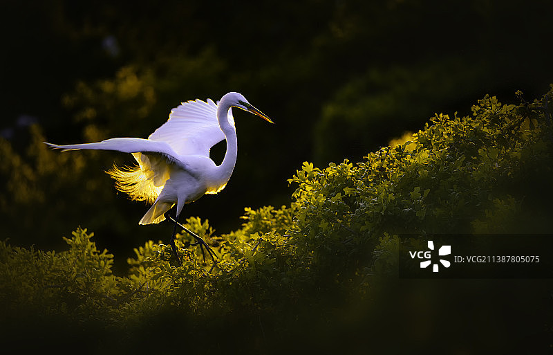 苍鹭飞过植物的侧视图，美国德克萨斯州达拉斯图片素材