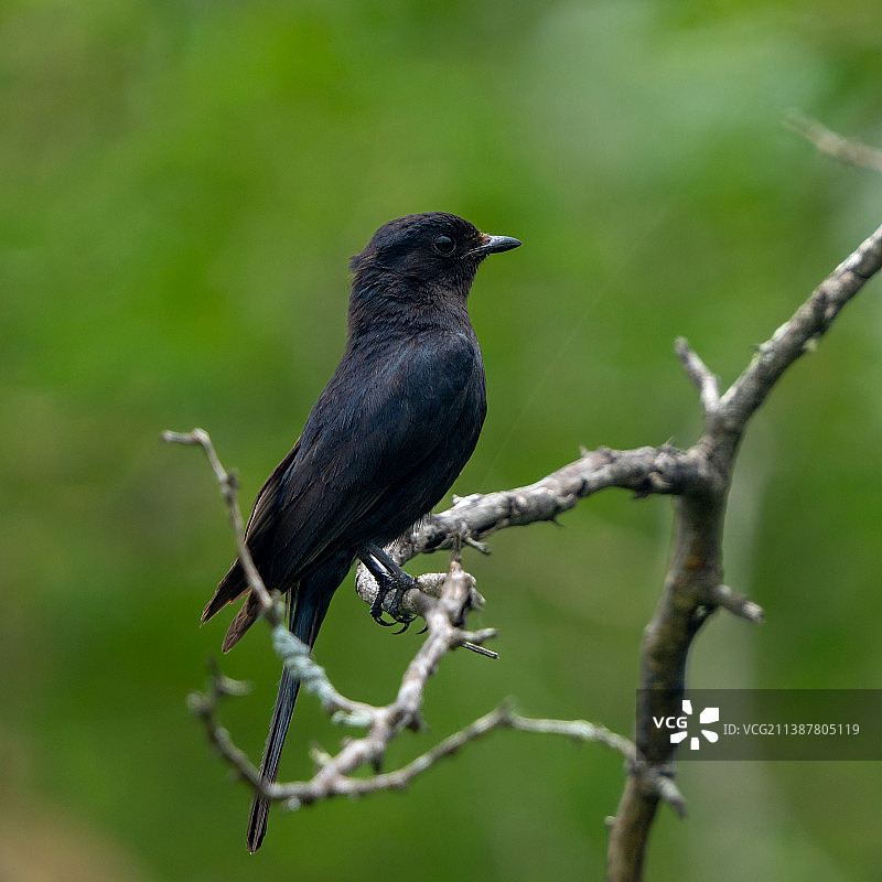 南非克鲁格国家公园树枝上的叉尾卷尾特写图片素材