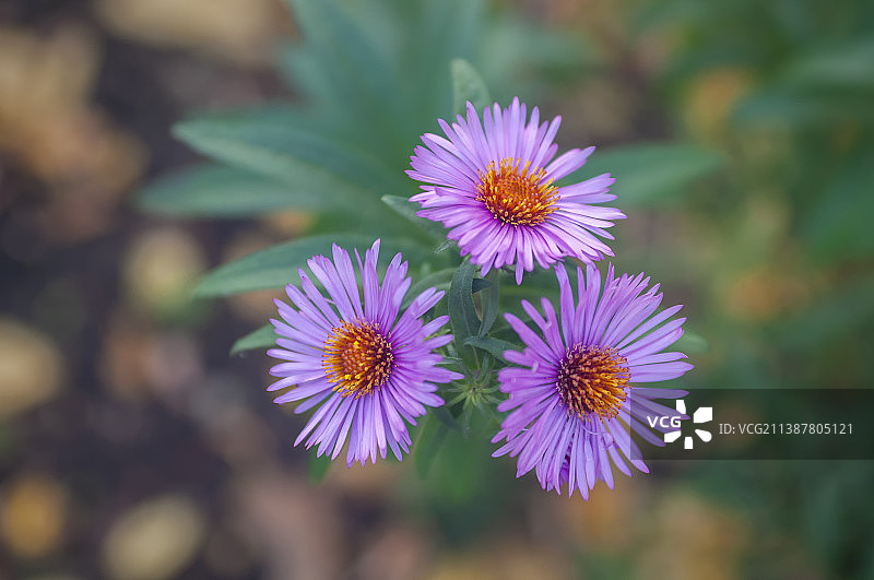 紫色开花植物的特写图片素材