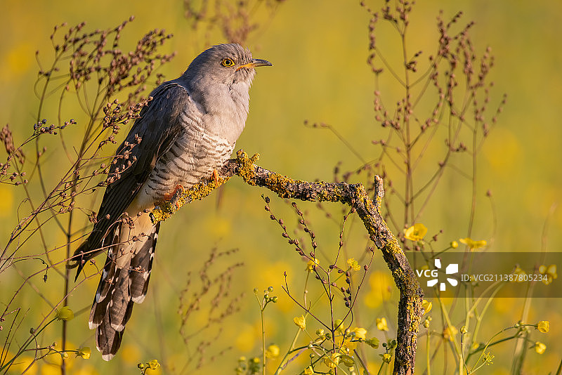 杜鹃鸟栖息在植物上的特写图片素材
