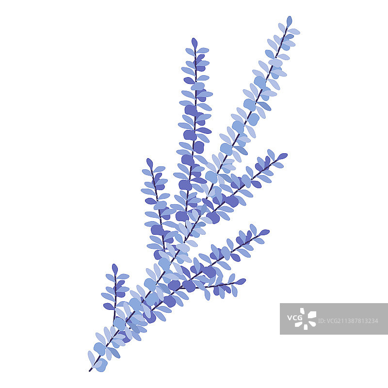 带叶子的紫色丁香树枝图片素材
