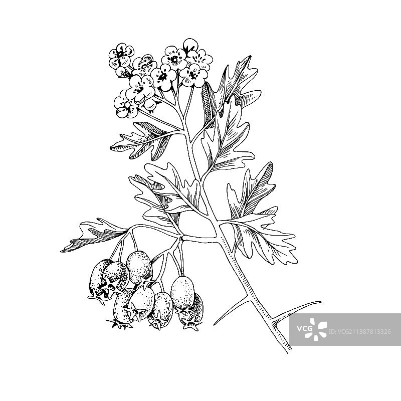 手绘山楂与浆果和花朵图片素材