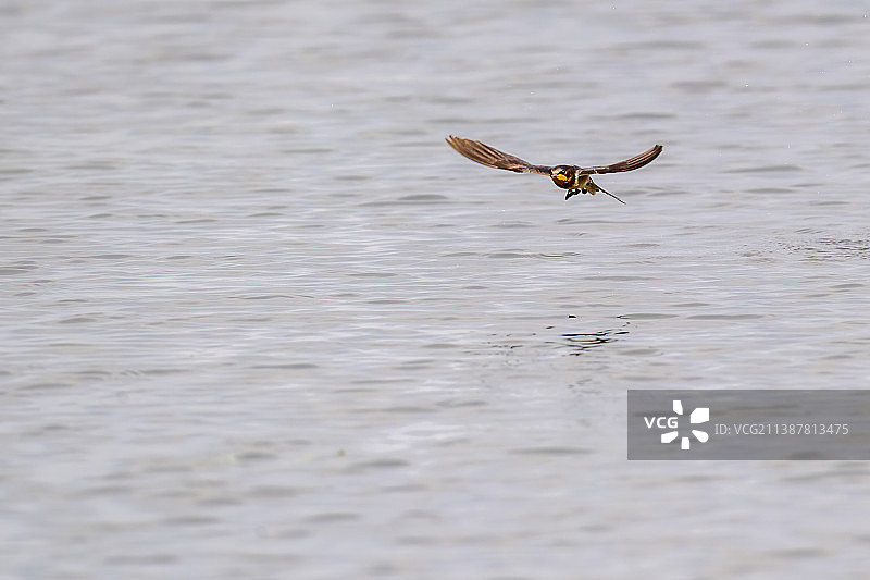 金腰燕图片素材
